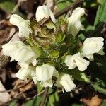 Prunella laciniata Fula