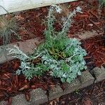 Artemisia stelleriana 葉