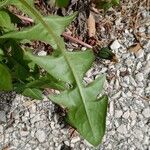 Taraxacum obliquilobum Blad