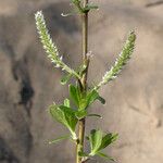 Salix sitchensis Habitus