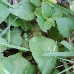 Torenia crustacea Blad