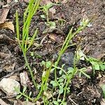 Cardamine oligosperma Φύλλο