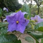 Solanum wrightii फूल