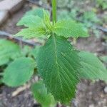 Emilia fosbergii Leaf