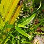 Dioscorea pilosiuscula Blomst