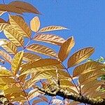 Toona sinensis Leaf