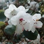 Rhododendron callimorphum പുഷ്പം