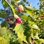 Crataegus coccinea পাতা