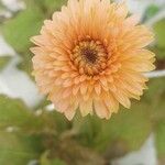 Gerbera jamesonii Квітка
