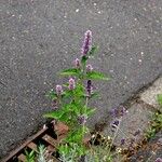Agastache foeniculum Celota