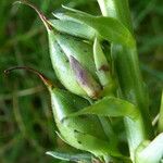 Digitalis lutea Frucht