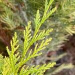 Hesperocyparis macrocarpa Blad