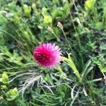 Gymnadenia nigra Flower