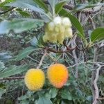 Arbutus unedo果實