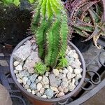 Euphorbia polygona Φύλλο