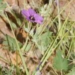 Erodium guttatum Habitus