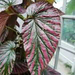 Begonia brevirimosa Leaf