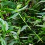 Persicaria barbata Leaf