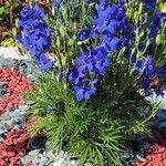 Delphinium grandiflorum Leaf