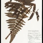 Cyathea cyatheoides Folla