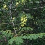 Caesalpinia decapetala Altul/Alta