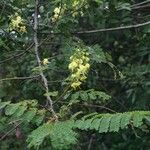 Caesalpinia decapetala Sonstige