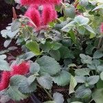 Acalypha macrostachya 整株植物