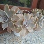 Graptopetalum paraguayense Folha