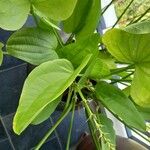 Echinodorus cordifolius Frunză
