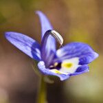 Downingia insignis Flower