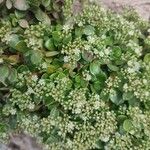 Polycarpon polycarpoides Fula