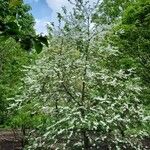 Halesia diptera Habitat