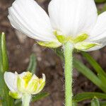 Ranunculus kuepferi Casca