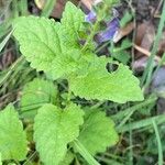 Scutellaria altissima ഇല