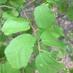 Grewia pachycalyx Leaf