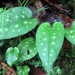Pulmonaria affinis Likasa