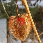 Physalis alkekengi Fruchs