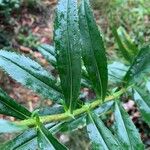 Physostegia virginiana Leaf