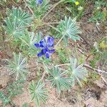 Lupinus cosentinii Други