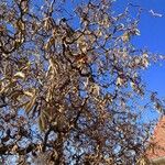 Corylus avellana Hábito