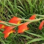 Gladiolus dalenii Floare