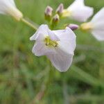 Cardamine pratensisFlor