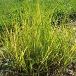 Anthoxanthum nitens Облик