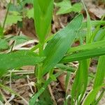 Cephalanthera longifolia Leaf