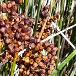 Juncus acutus Плод