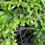 Lycium mascarenense Leaf