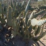 Opuntia engelmannii موطن