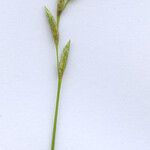 Carex brizoides Virág