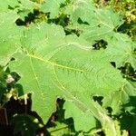 Solanum mammosum Feuille