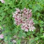 Eupatorium cannabinumFlor